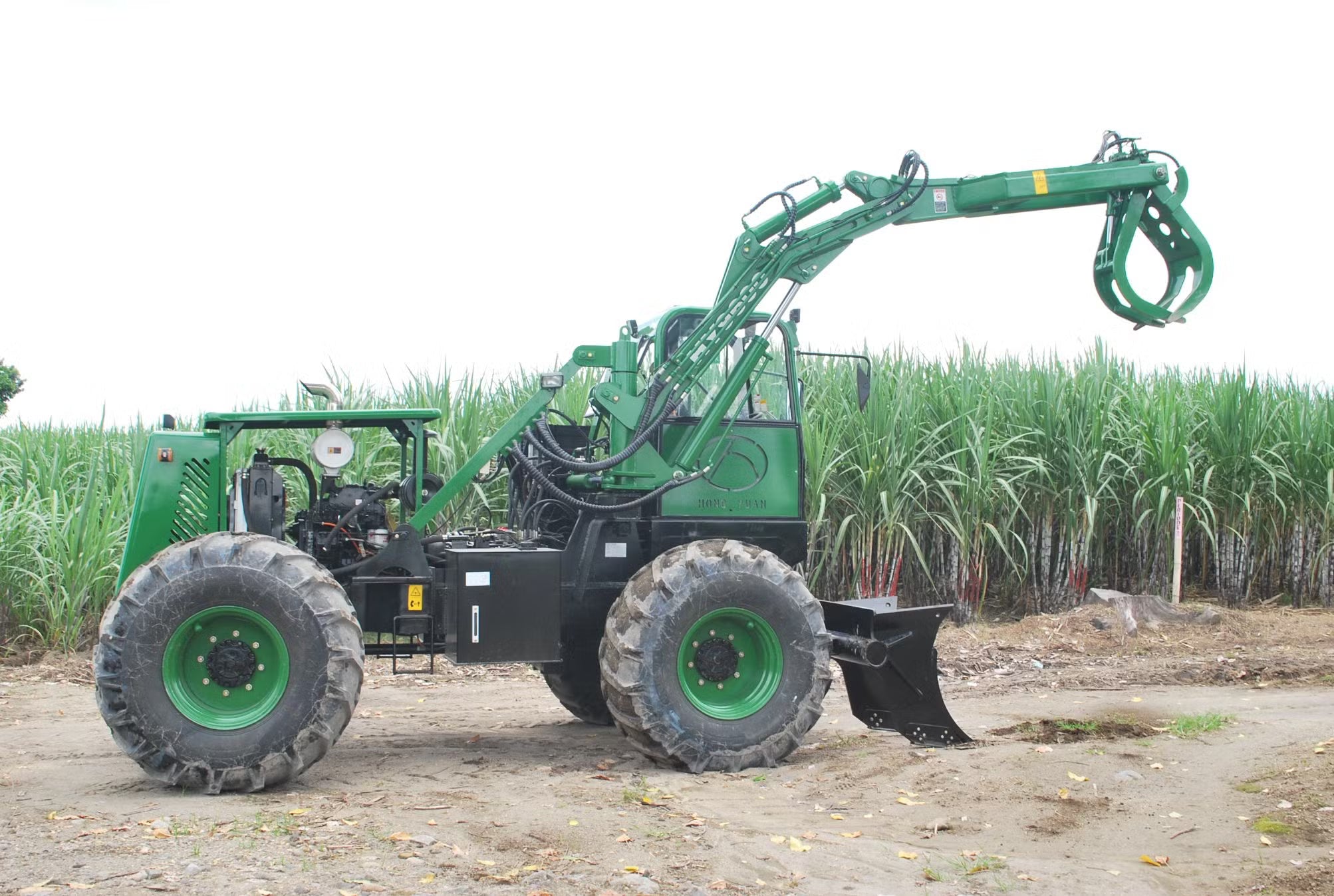 1850 Sugar Cane